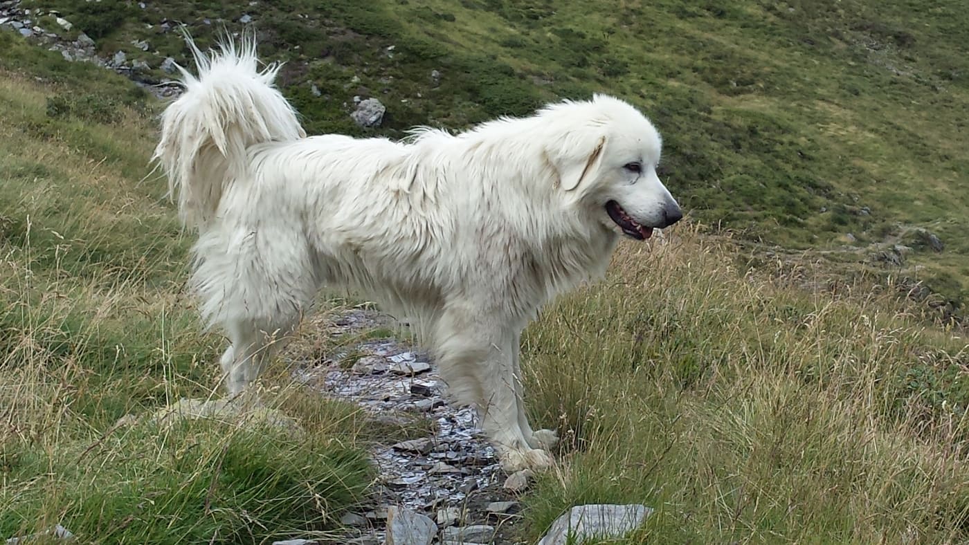 Chien de montagne des Pyrénées dans un paysage de montagne