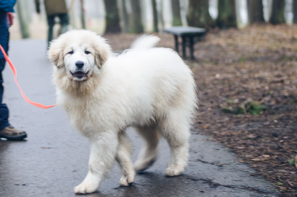 Chien de montagne des Pyrénées adulte, portrait