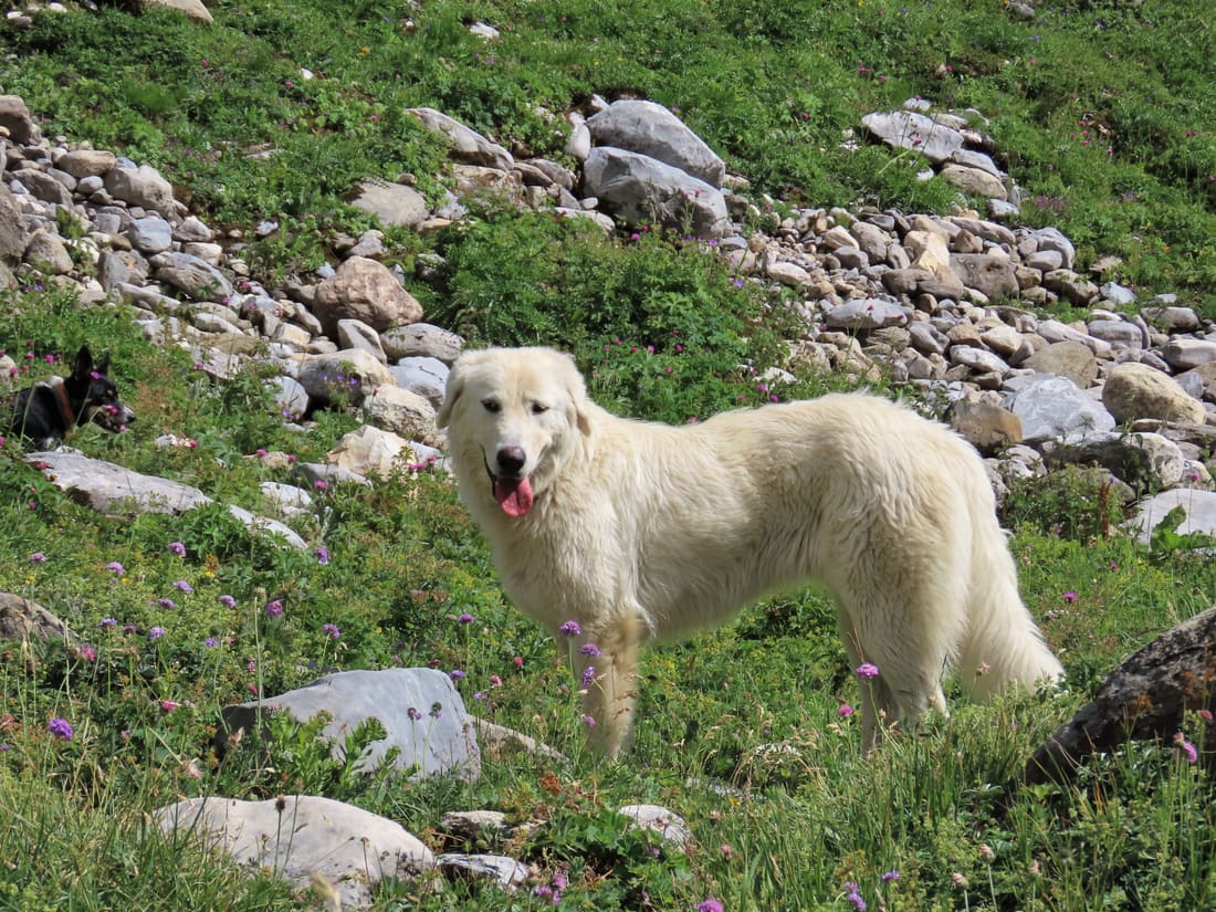 Chien de montagne des Pyrénées sur un sentier de montagne