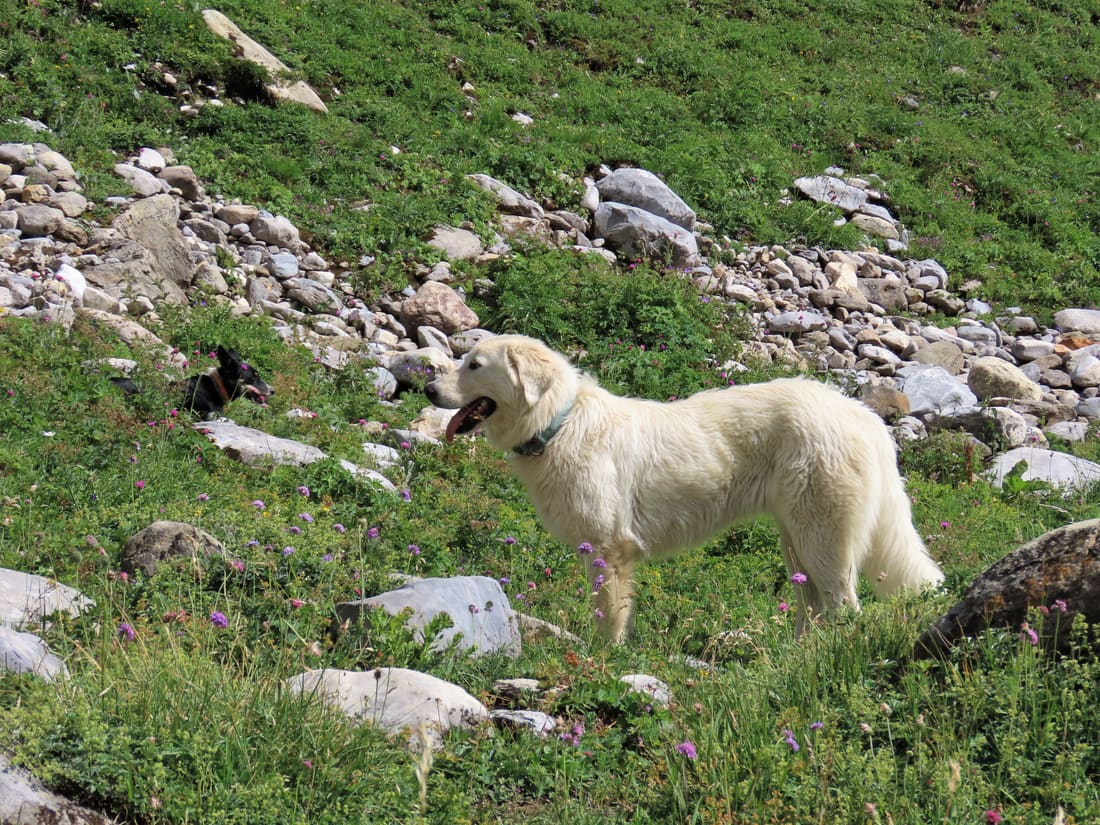 Paysage de montagne où grandissent nos chiens